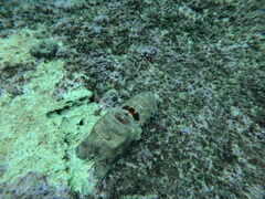 Scyllarides latus