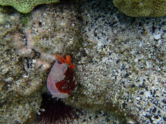 Ciliopagurus strigatus