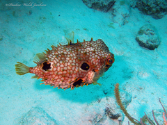 Chilomycterus antillarum