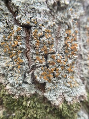 Brigantiaea leucoxantha