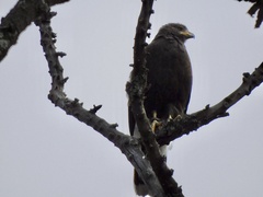 Parabuteo unicinctus