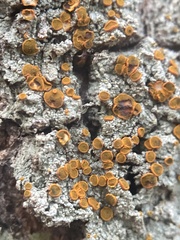 Brigantiaea leucoxantha