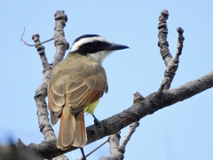 Pitangus sulphuratus