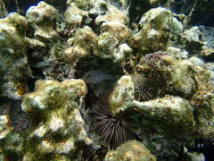 Canthigaster jactator