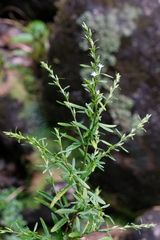 Pseudelephantopus spicatus