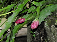 Epiphyllum phyllanthus