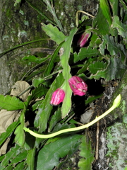 Epiphyllum phyllanthus