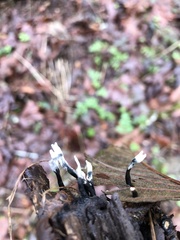 Xylaria hypoxylon