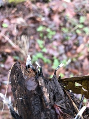 Xylaria hypoxylon