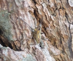 Naupactus xanthographus