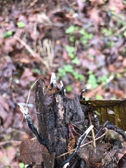 Xylaria hypoxylon