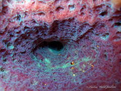 Callyspongia plicifera