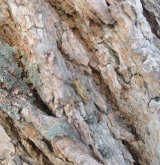 Naupactus xanthographus