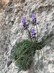 Muscari