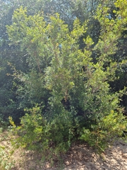 Pouteria salicifolia