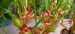 Maxillaria tenuifolia