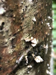 Xylaria hypoxylon