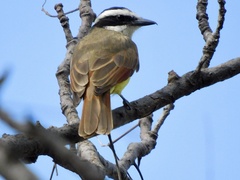Pitangus sulphuratus