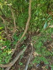 Pouteria salicifolia