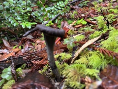 Craterellus calicornucopioides