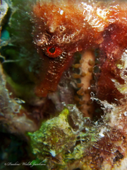 Hippocampus reidi