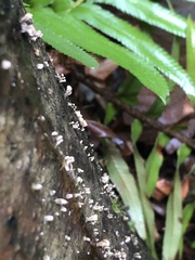 Xylaria hypoxylon