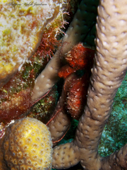 Hippocampus reidi