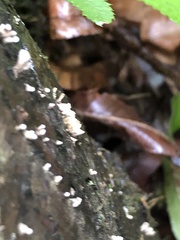 Xylaria hypoxylon