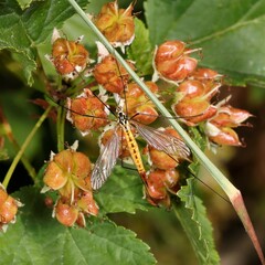 Nephrotoma flavescens