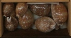 Lyncina vitellus