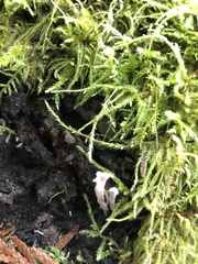Xylaria hypoxylon