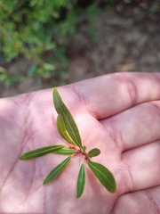 Pouteria salicifolia