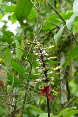 Aechmea angustifolia