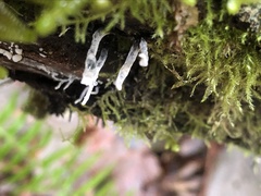 Xylaria hypoxylon