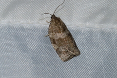 Choristoneura conflictana