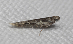 Batrachedra praeangusta