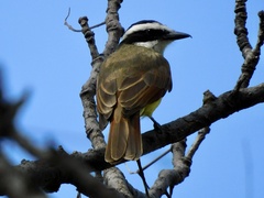 Pitangus sulphuratus