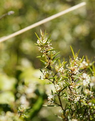 Hakea microcarpa