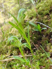 Pterostylis patens