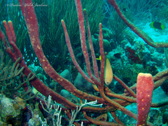 Microspathodon chrysurus