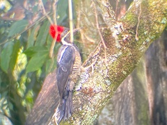 Dryocopus lineatus