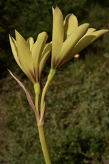 Zephyranthes araucana