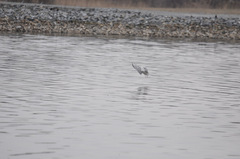 Chroicocephalus philadelphia