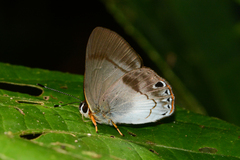Euselasia eucrates