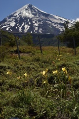 Zephyranthes araucana