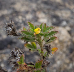 Stylosanthes