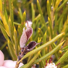 Orites acicularis