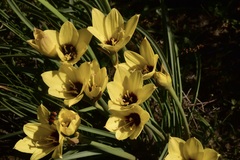 Zephyranthes araucana