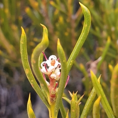 Orites acicularis