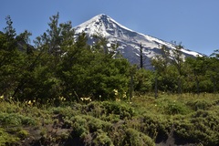 Zephyranthes araucana